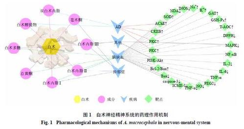 白术机制爆料最新,传统中药的现代科学解析 第3张 白术机制爆料最新,传统中药的现代科学解析 第3张